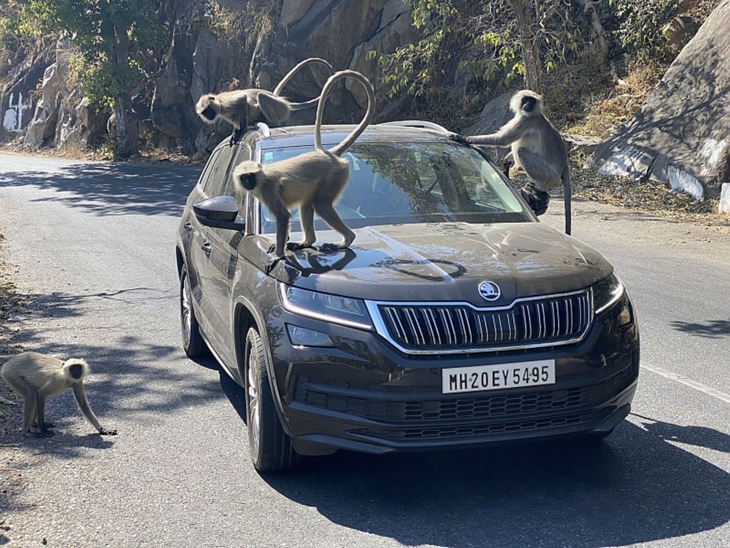 Beim Mount Abu enterten Affen das Auto
