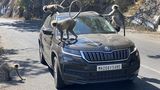 Beim Mount Abu enterten Affen das Auto