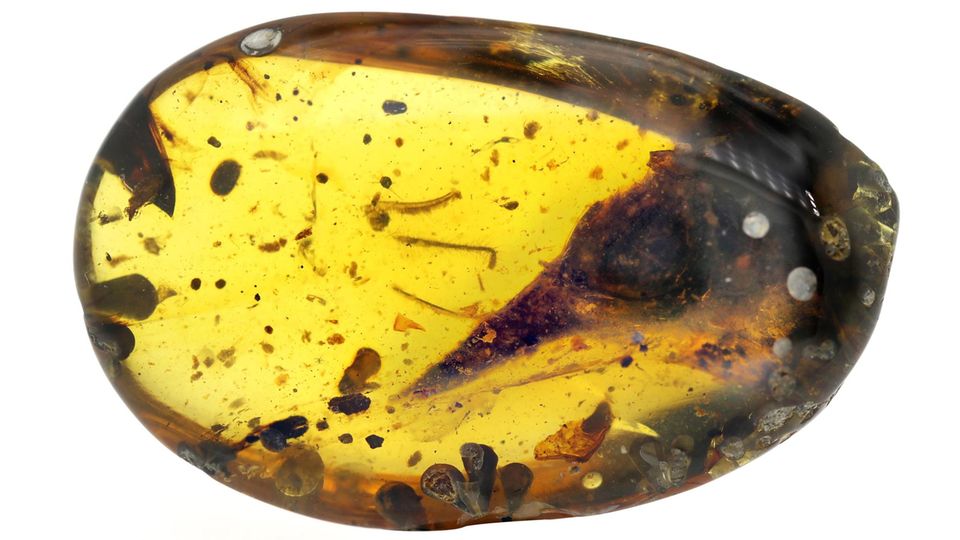 Forscher entdecken in Bernstein den kleinsten Dinosaurier der Welt