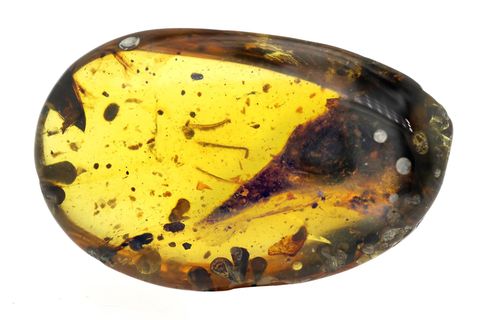 Forscher entdecken in Bernstein den kleinsten Dinosaurier der Welt