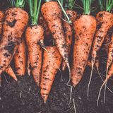 Karotten mit Erde