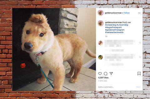 Kleiner Golden Retriever hat nur ein Ohr – und das mitten auf dem Kopf