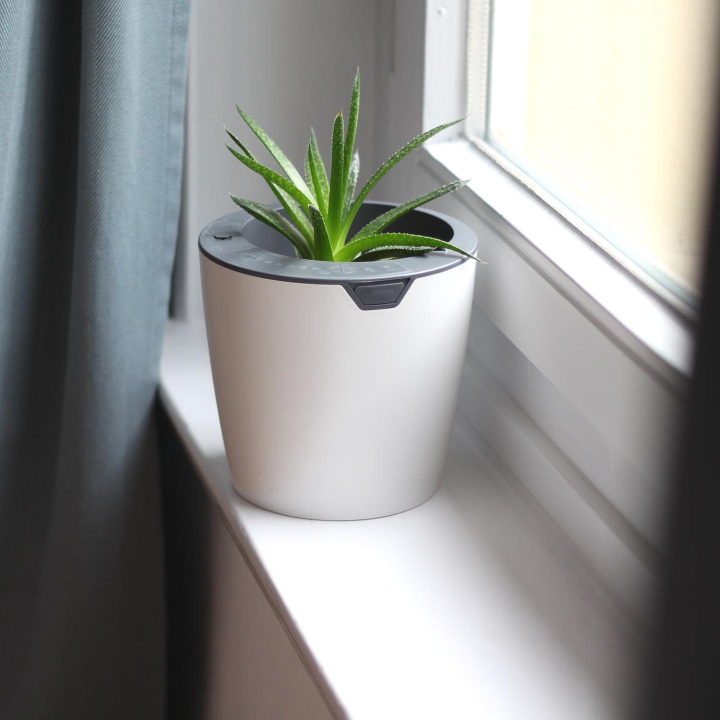 LAZY LEAF im Test: berzeugt der selbstgieende Blumentopf von DHDL? |  STERN.de
