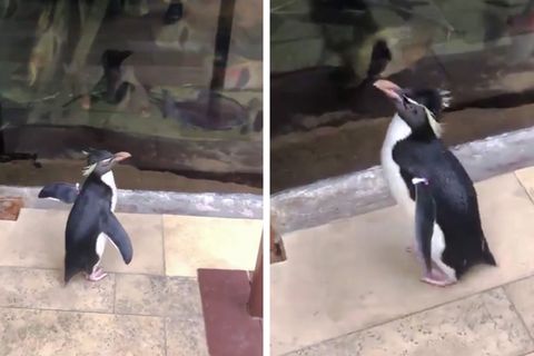 Pinguin "Wellington" erkundet das Shedd Aquarium in Chicago.