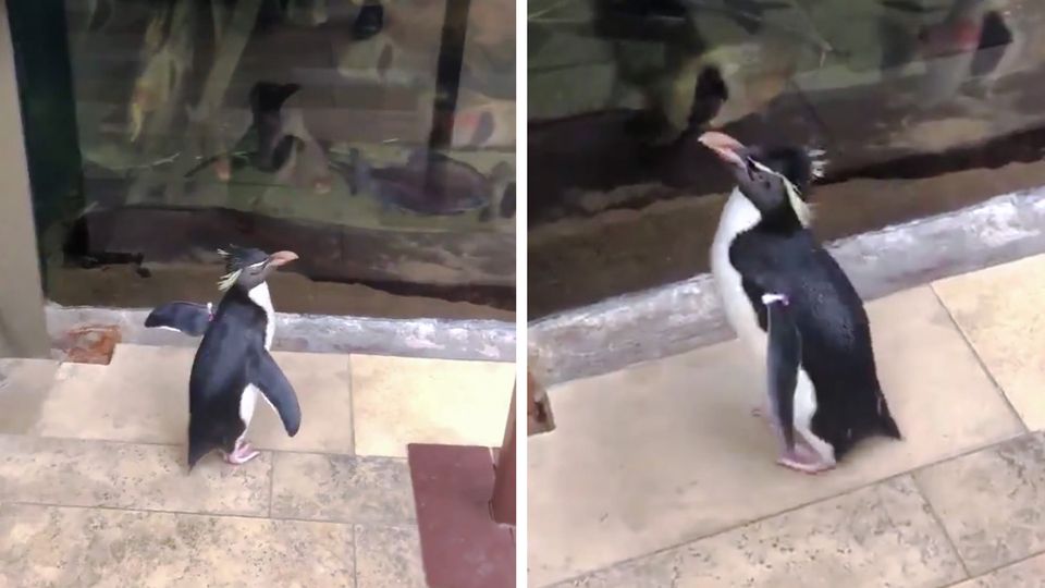 Pinguin "Wellington" erkundet das Shedd Aquarium in Chicago.