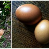 7. Essen Sie Eier  Denn Eier sind nicht nur nahrhaft, sondern halten sich auch lange: Ganze zwei bis drei Wochen außerhalb des Kühlschranks. Gekühlt sind sie mindestens noch zwei Wochen nach Ende des MHD verwendbar - allerdings nur erhitzt. Und hartgekochte Eier halten im Kühlschrank bis zu zwei Wochen.