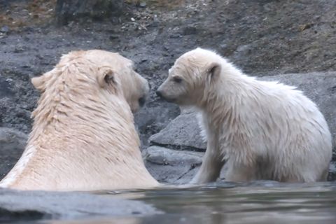 Zoo Hannover: Eine junge Eisbärin erkundet das Gehege
