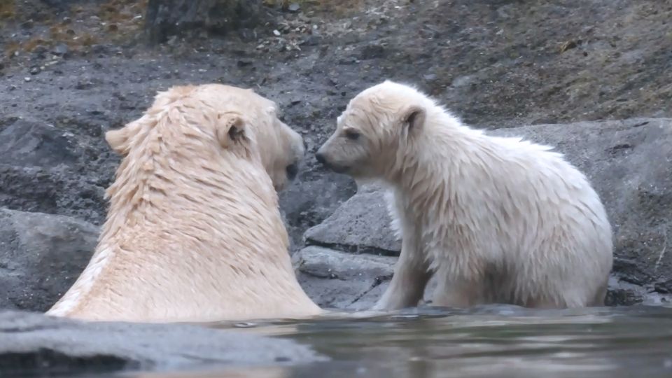 Zoo Hannover: Eine junge Eisbärin erkundet das Gehege