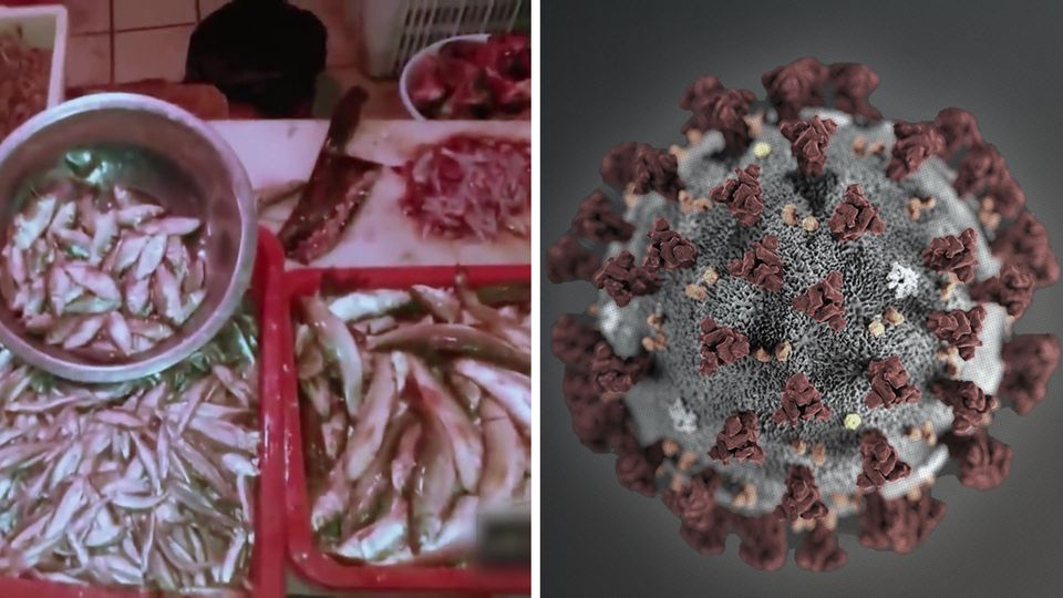 Die TVNOW-Doku "Stunde Null" zeigt unter anderem den Tiermarkt in Wuhan. Dort soll das Coronavirus erstmal auf den Menschen übergegangen sein. Tiermarkt in Wuhan (China)