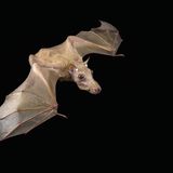 Der Gambia-Epaulettenflughund