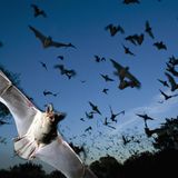 Ein Schwarm mexikanischer Bulldoggfledermäuse