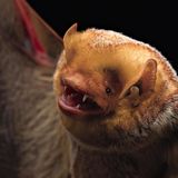 Eine Rote Fledermaus