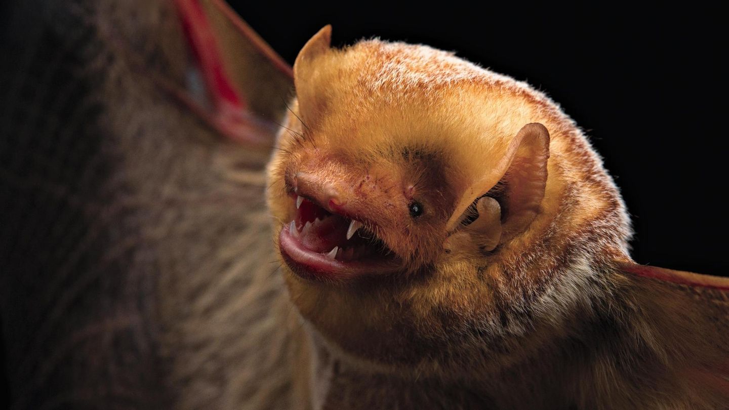 Eine Rote Fledermaus