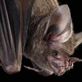 Die Fransenlippen­fledermaus