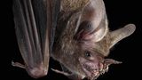 Die Fransenlippen­fledermaus