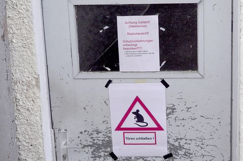 Hantavirus Medienberichte