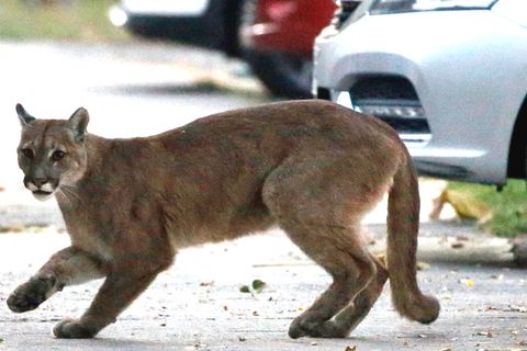 Coronaviruskrise: Wildtiere durchstreifen die leeren Straßen der Städte