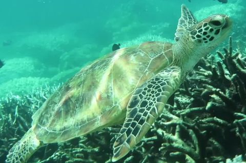 Naturwunder Great Barrier Reef: Korallen erneut in Gefahr