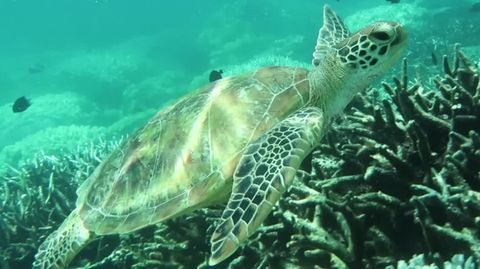 Naturwunder Great Barrier Reef: Korallen erneut in Gefahr