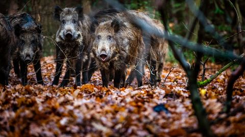 Jagd: Die Wildschweine von nebenan – wie sich Wildtiere in Deutschlands Städten breit machen