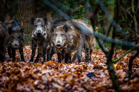 Jagd: Die Wildschweine von nebenan – wie sich Wildtiere in Deutschlands Städten breit machen