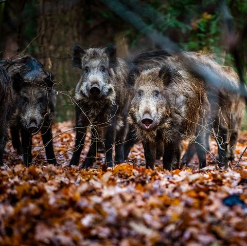 Jagd: Die Wildschweine von nebenan – wie sich Wildtiere in Deutschlands Städten breit machen