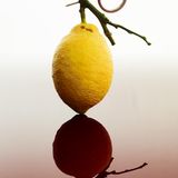 Kunst und Krise: „Granate" aus der Ausstellung „Apocalypse“ von Josef Fischnaller in der Galerie Friedmann Hahn