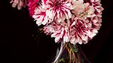 Kunst und Krise: „Pink Dahlai" aus der Ausstellung „Apocalypse“ von Josef Fischnaller in der Galerie Friedmann-Hahn, Berlin