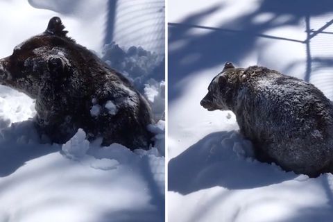 Der Grizzlybär Boo erwacht aus seinem Winterschlaf in Kanada.