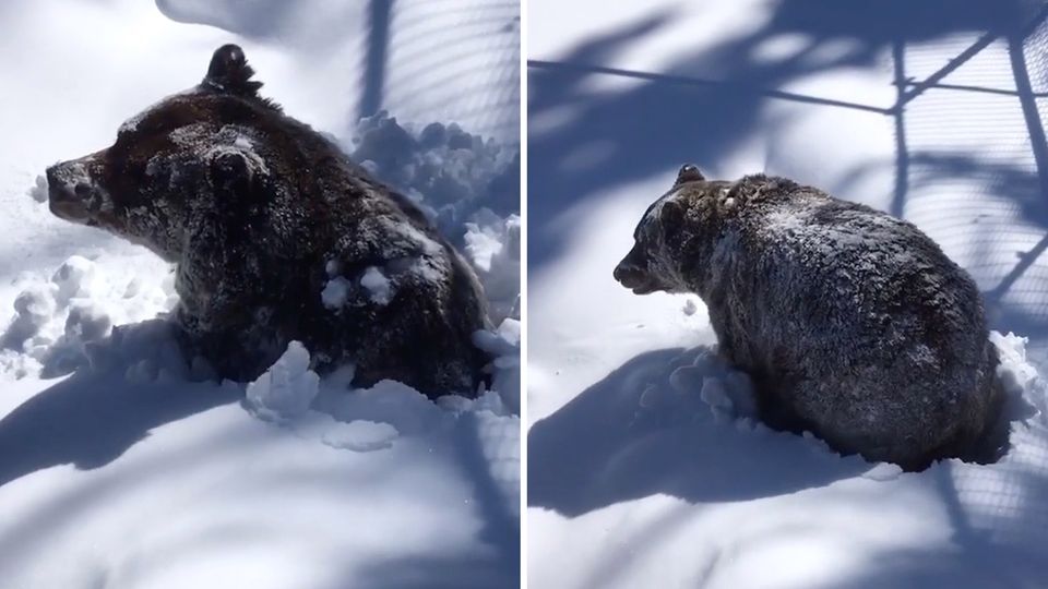 Der Grizzlybär Boo erwacht aus seinem Winterschlaf in Kanada.