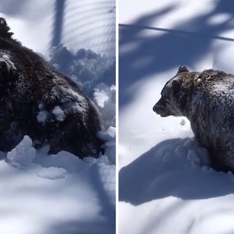 Der Grizzlybär Boo erwacht aus seinem Winterschlaf in Kanada.