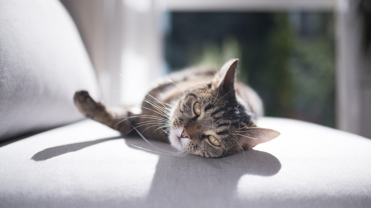 Hausputz : Sofakissen Haben Sie in letzter Zeit mal unter ihr Sofakissen geguckt? Hier sammelt sich alles, was auf dem Sofa gegessen wird. Genauso gerne lassen sich hier Tierhaare und Kleingeld nieder. Ein Sofakissen lässt sich einfach absaugen. Manche Sofabezüge sind auch waschbar. Sofakissen Haben Sie in letzter Zeit mal unter ihr Sofakissen geguckt? Hier sammelt sich alles, was auf dem Sofa gegessen wird. Genauso gerne lassen sich hier Tierhaare und Kleingeld nieder. Ein Sofakissen lässt sich einfach absaugen. Manche Sofabezüge sind auch waschbar.