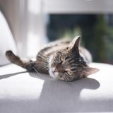 Sofakissen  Haben Sie in letzter Zeit mal unter ihr Sofakissen geguckt? Hier sammelt sich alles, was auf dem Sofa gegessen wird. Genauso gerne lassen sich hier Tierhaare und Kleingeld nieder. Ein Sofakissen lässt sich einfach absaugen. Manche Sofabezüge sind auch waschbar.