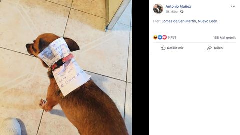 Der Chihuahua trägt um seinen Hals eine Nachricht an den Verkäufer