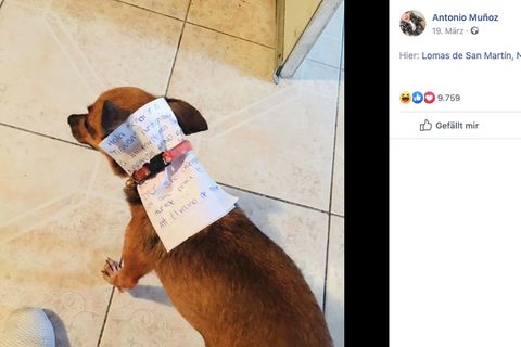 Der Chihuahua trägt um seinen Hals eine Nachricht an den Verkäufer
