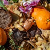 Zitrusfrüchte sind Biomüll