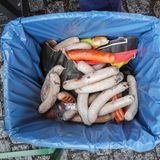 Fleisch und Fisch können in Papier eingewickelt in die Biotonne