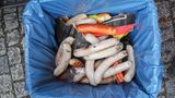 Fleisch und Fisch können in Papier eingewickelt in die Biotonne