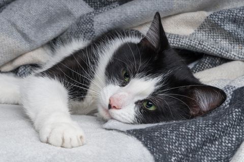 Katze auf Decke