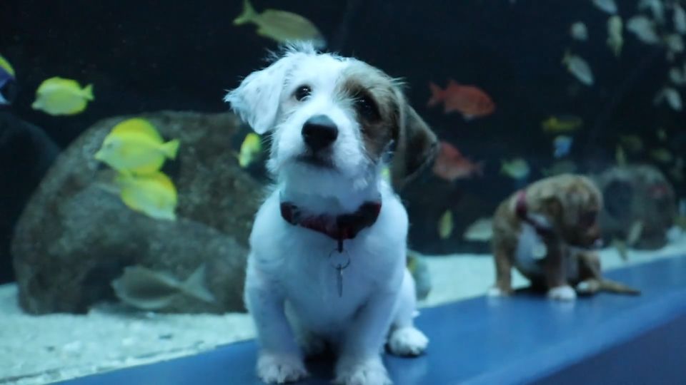 Die Terriermischlinge Carmel und Odie tapsen vor den Becken des Georgia Aquarium in Atlanta.