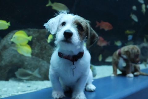 Die Terriermischlinge Carmel und Odie tapsen vor den Becken des Georgia Aquarium in Atlanta.