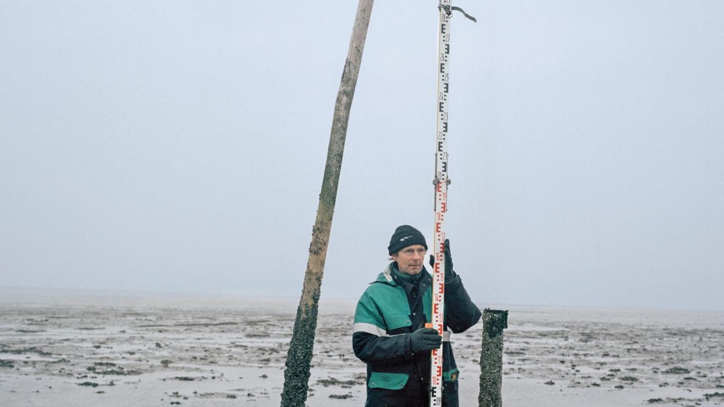 Ein Mitarbeiter des KŸstenschutzes fŸhrt eine Nivellierung durch. Hierbei kann herausgefunden werden, wie viel die Hallig in die Hšhe wŠchst. Bei einem ãLand unterÒ lagern sich Sedimente ab und sorgen somit fŸr ein langsames Wachstum. Der Meeresspiegel ... Ein Mitarbeiter des Küstenschutzes