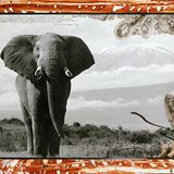 Ein Elefant mit gestutzten Stoßzähnen vor dem Kilimandscharo