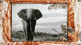 Ein Elefant mit gestutzten Stoßzähnen vor dem Kilimandscharo