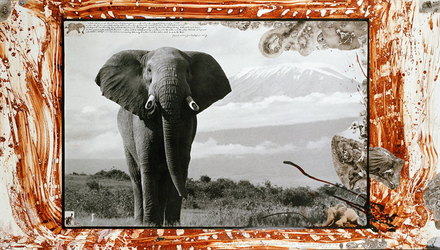 Ein Elefant mit gestutzten Stoßzähnen vor dem Kilimandscharo