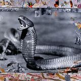 Eine fauchende Kobra