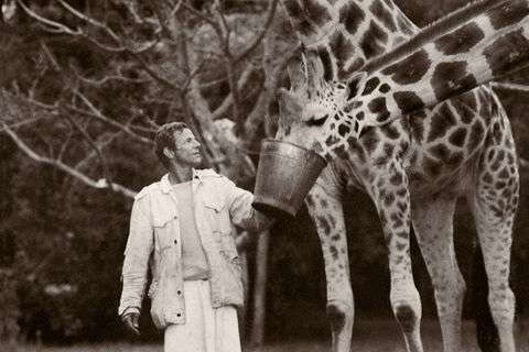 Peter Beard füttert Giraffen
