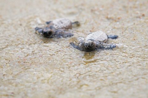Echte Karettschildkröten