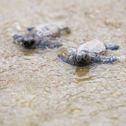 Echte Karettschildkröten