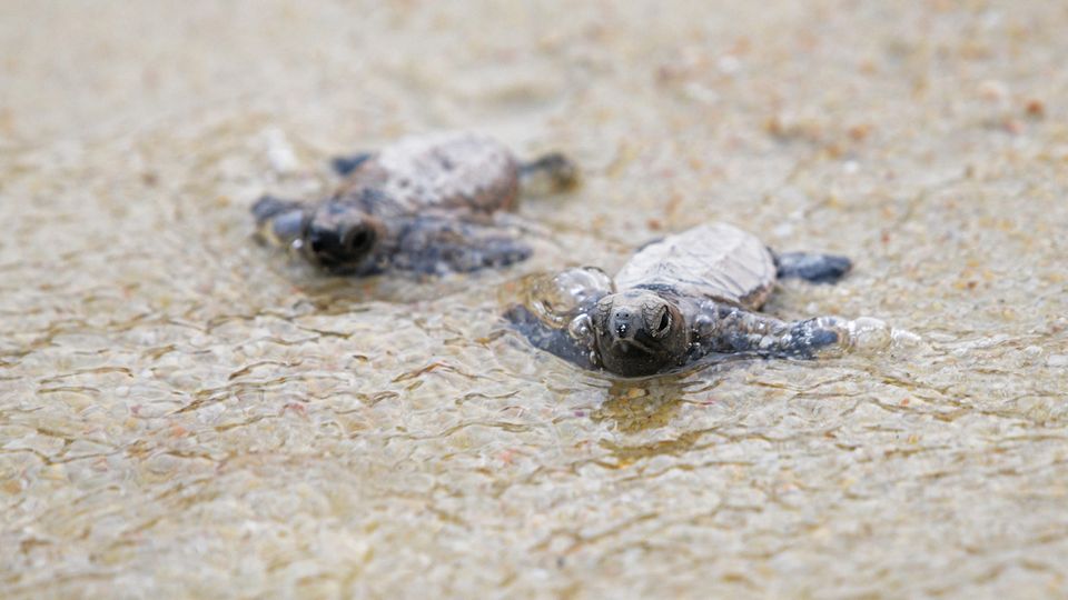 Echte Karettschildkröten